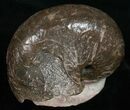 Large Nautilus (Cenoceras) Fossil - France #10977-2